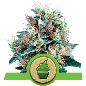 Royal Creamatic Auto Hanfsamen