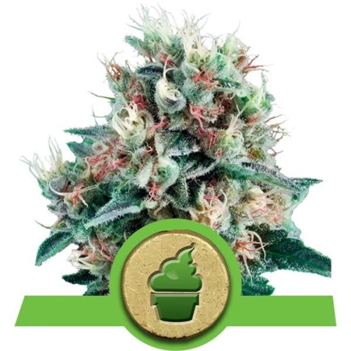 Royal Creamatic Auto