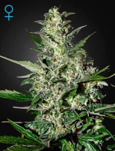 Super Critical Auto Hanfsamen