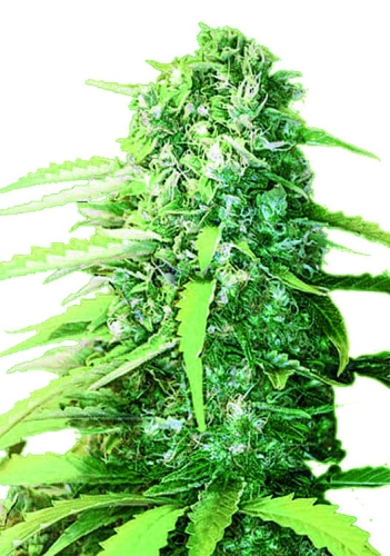 WHITE WIDOW auto