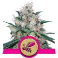 Honey Cream (Fast Flowering)
