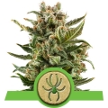 White Widow Auto