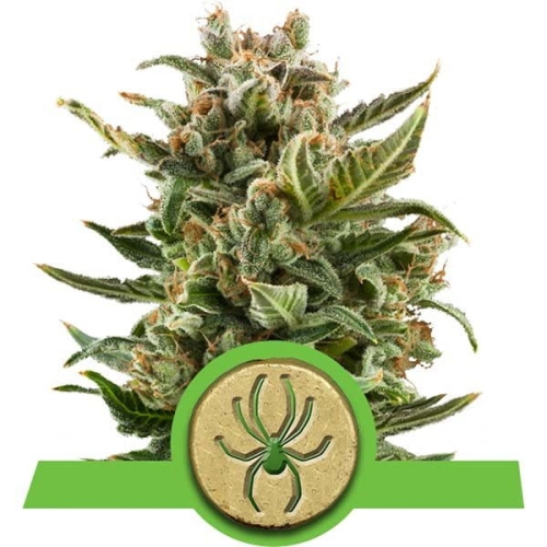 White Widow Auto