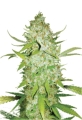 AK47 auto
