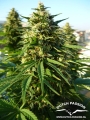 Frisian Dew