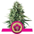 Power Flower 