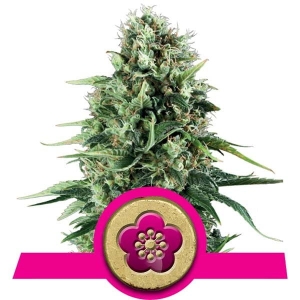 Power Flower  Hanfsamen