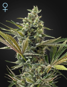 Super Lemon Haze Auto CBD Hanfsamen