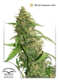 CBD Auto Compassion Lime