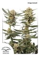 Ortega Indica