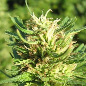 Super Skunk Hanfsamen