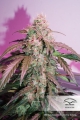 CBD Auto Compassion Lime