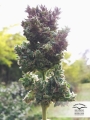 Auto Blueberry