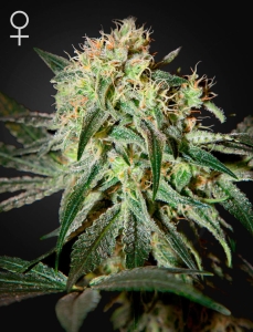Damn Sour Hanfsamen