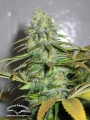Californian Orange