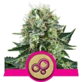  Bubble Kush 