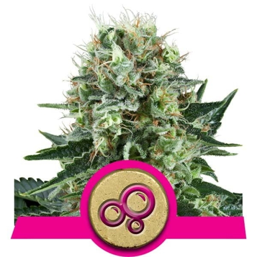  Bubble Kush 