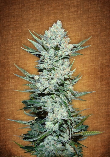 Tangie'matic Auto