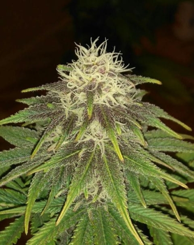 Purple Maroc