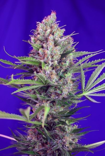 Cream Mandarine Fast Version
