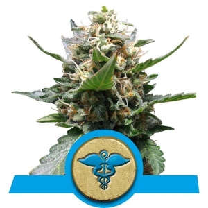 Royal Medic CBD  Hanfsamen