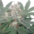 Royal Bluematic Auto