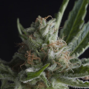 Shark CBD Hanfsamen