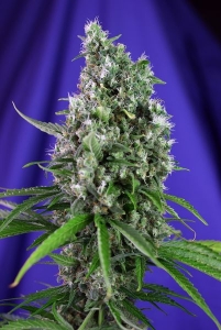 Sweet Trainwreck Auto Hanfsamen