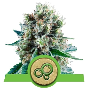 Bubble Kush Automatic Hanfsamen