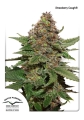 Strawberry Cough ®
