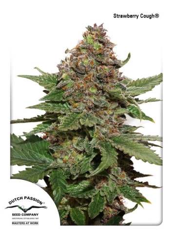 Strawberry Cough ®