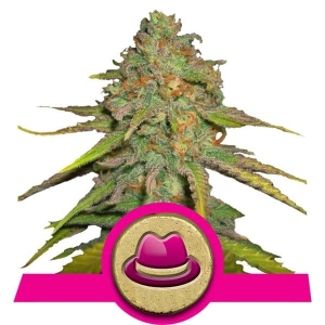 OG Kush  Hanfsamen