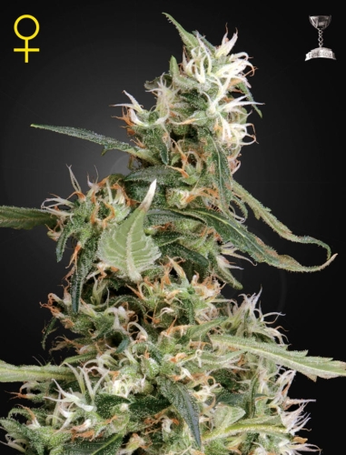 Arjan's Ultra Haze #1