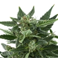 Royal Kush Auto