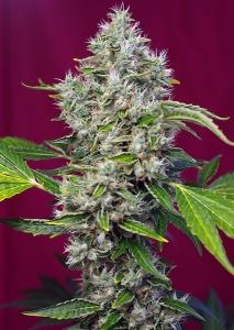 San Fernando Lemon Kush Hanfsamen