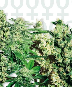 Feminized Mix Hanfsamen