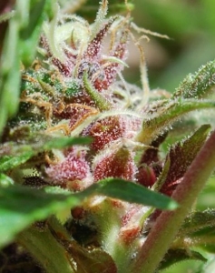 Red Purps Hanfsamen