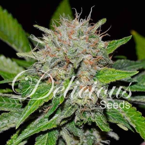 Deep Mandarine CBD Hanfsamen