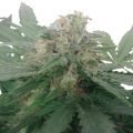 Royal Bluematic Auto