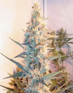 Outdoor Grapefruit Hanfsamen