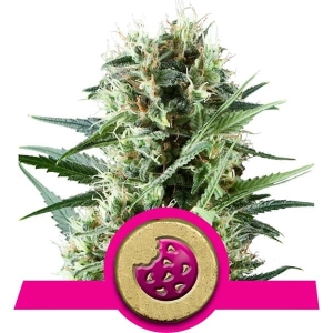 Royal Cookies Hanfsamen