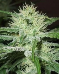Auto Speed Bud Hanfsamen