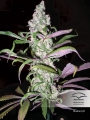 Blueberry