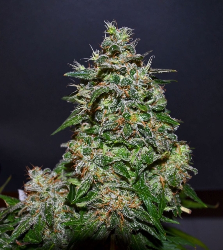AK Kush Express