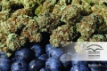 Blueberry