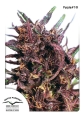 Purple#1