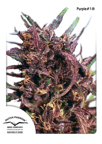 Purple#1