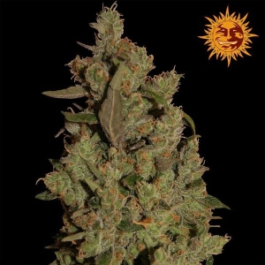 CBD Critical Cure Hanfsamen
