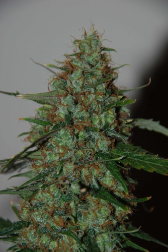 Wild Thailand Ryder (Auto)