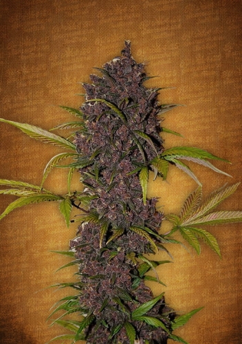LSD-25